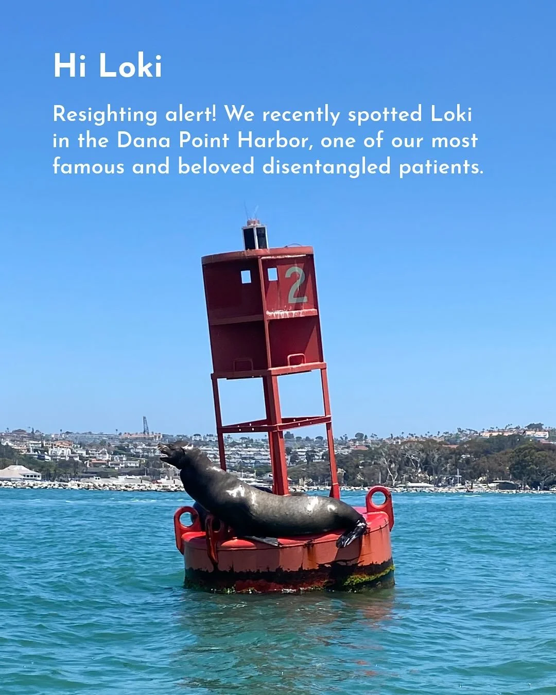 On July 7th, after Audie, Bogart, Colada and Max were released, we had a resighting of one of our most beloved disentangled patients, Loki 💙 In April 2021, our team successfully remotely sedated and rescued Loki in Dana Point Harbor as he had a seve