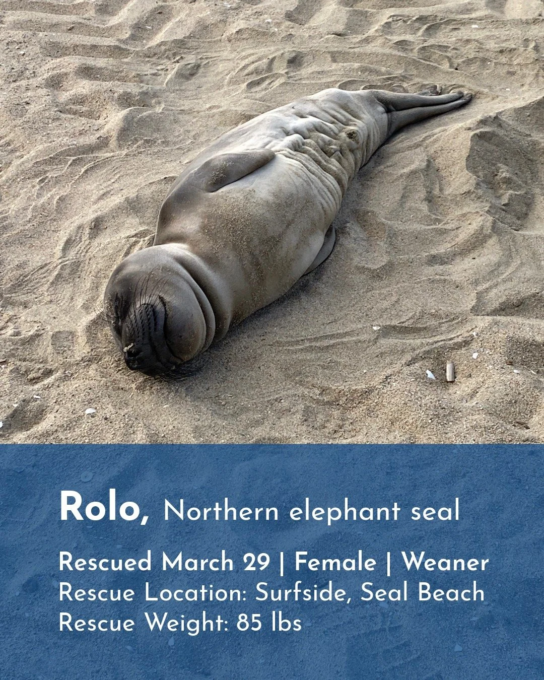 Two of our sponsored elephant seals, Blubberduke and Rolo were privately released earlier this summer on June 24th. A big shoutout to Barbara De La Pena (Ocean Club member &amp; Animal Care volunteer) and Kris De La Pena (Barbara's son &amp; donor) f
