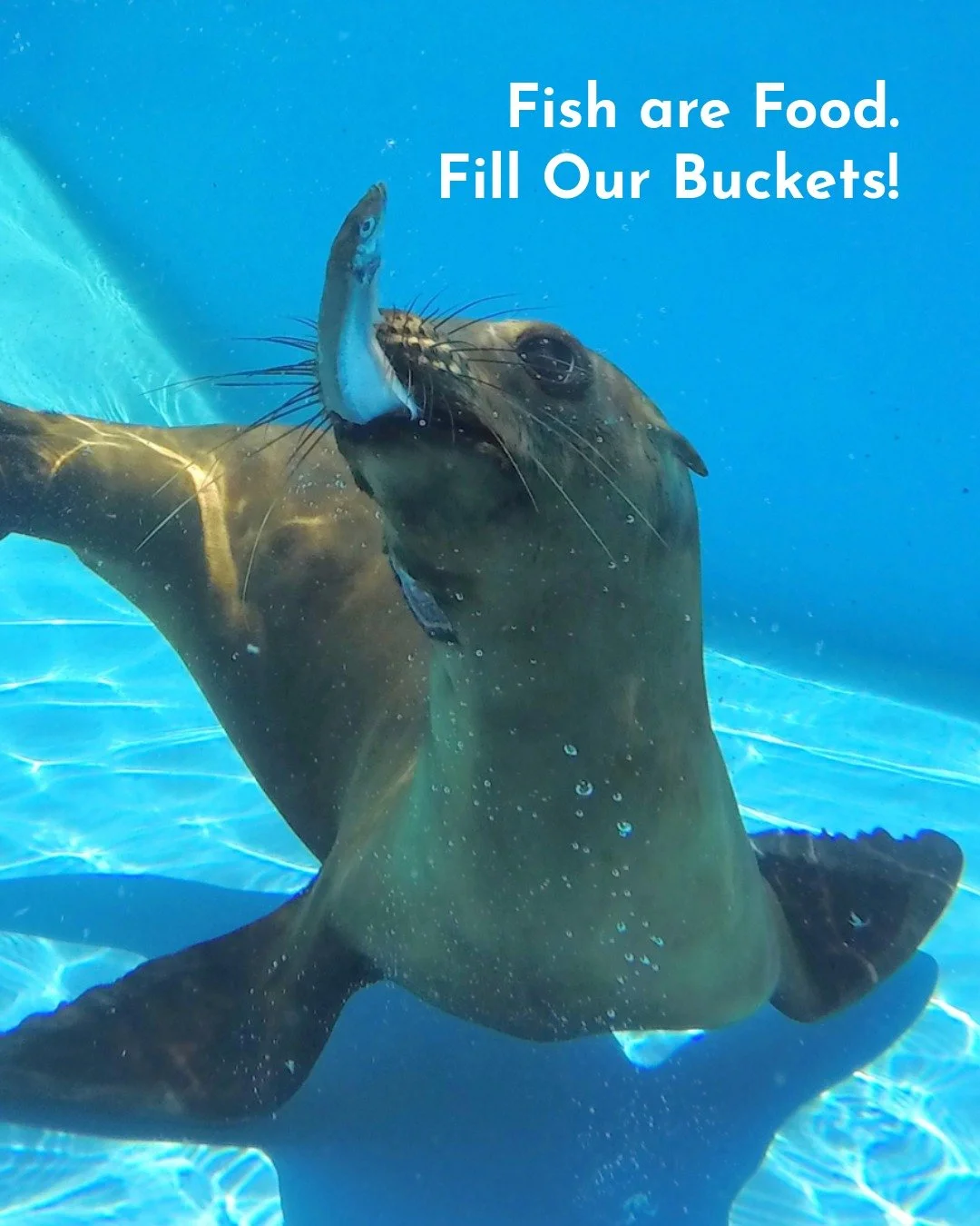 Fish are Food 🐟 Help us fill our buckets and feed more hungry mouths! Click the link in bio today 💙

Pinnipeds rely on freshwater to survive but cannot drink freshwater, this means they get most of the hydration from the fish they eat. With your su