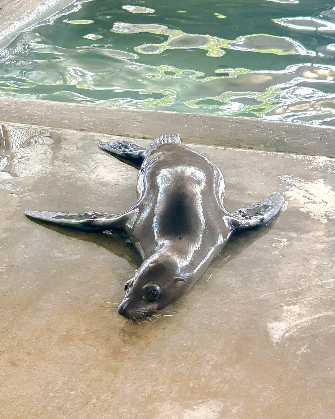 Sangria is hanging out by the pool and patiently waiting to return to his ocean home 🍹🌊

Rescued at the end of August at only 53 pounds, he is steadily gaining weight and is recovering well from all of his injuries. Drop some words of encouragement