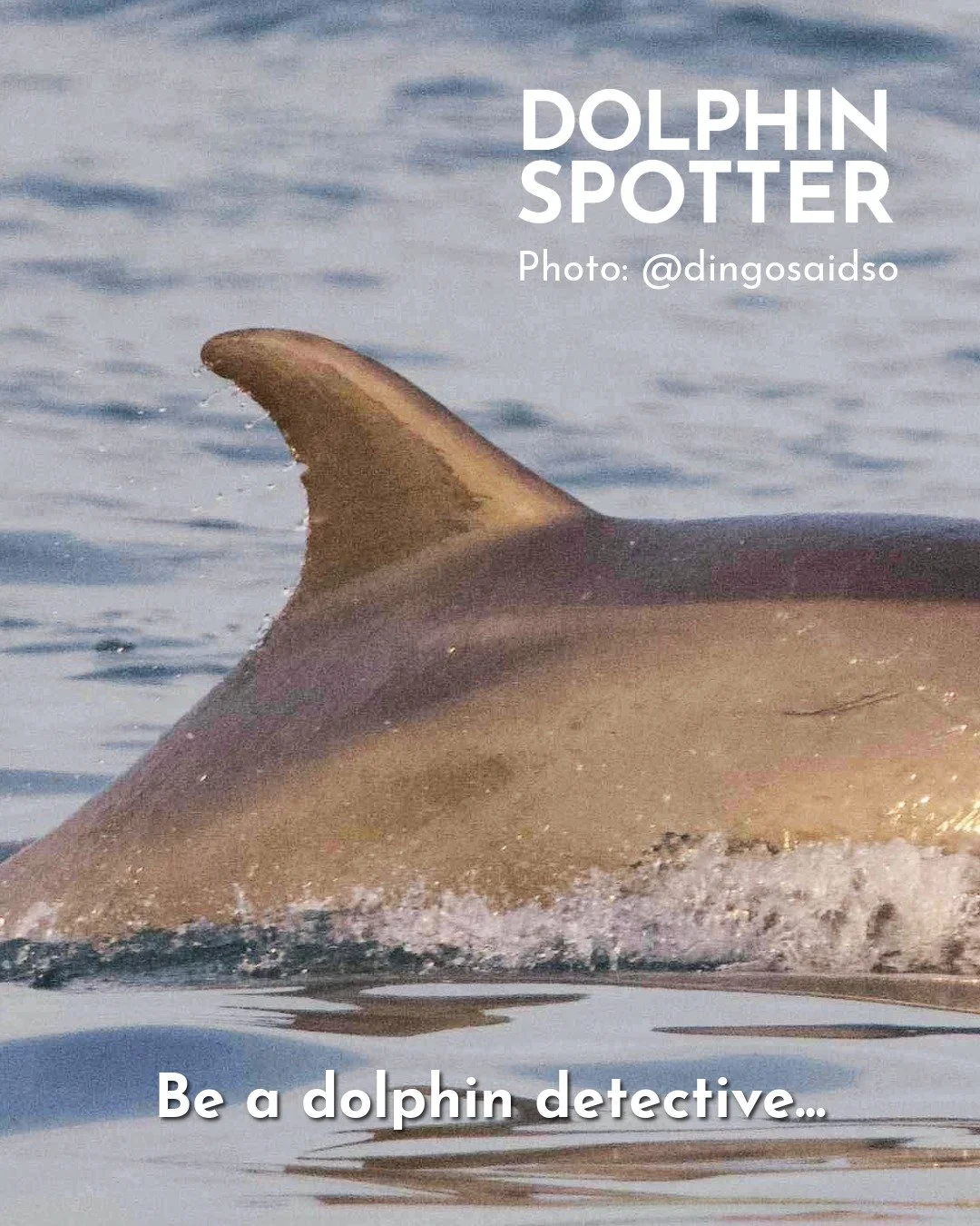Be a dolphin detective 🔎🕵️ and help our research team identify individual dolphins! 

Similar to a human fingerprint, each dolphin dorsal fin has unique nicks &amp; notches &ndash; this helps researchers track individual dolphins over time to learn
