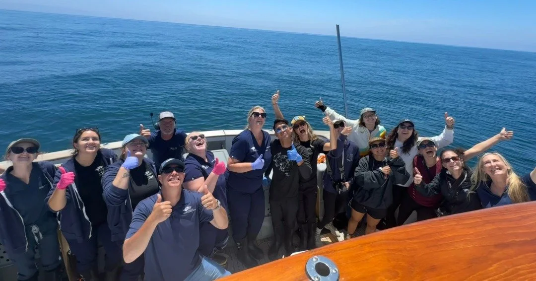Pacific Marine Mammal Center&rsquo;s California sea lion patients that were successfully rehabilitated after severe illness from domoic acid toxicosis were given a headstart back to their ocean homes thanks to PMMC&rsquo;s Fleet of boat support provi