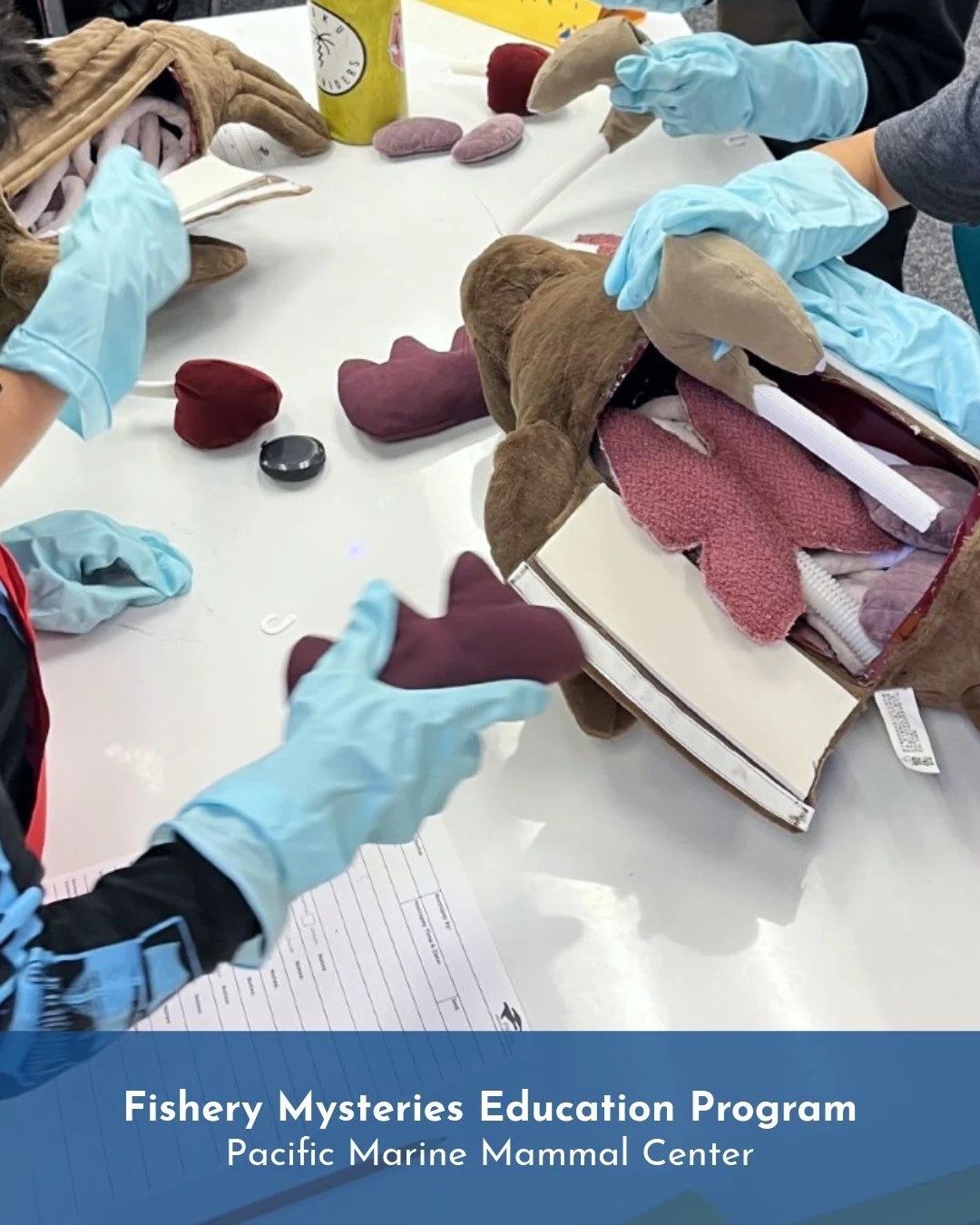 Fishery Mysteries 🐟❓is part of our Marine Mammals on the Move programs - PMMC comes to your classroom to teach how our patients are impacted by plastics and fishing gear and how supporting sustainable fishing practices and refusing/reducing our reli