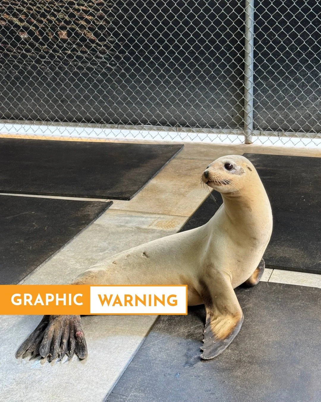 ⚠ Graphic Image Warning
Did you know? More than 85% of the marine mammals that come into our hospital are affected directly or indirectly by human-related activity (gillnets, gunshots, decreased prey availability, etc.) However, over the past few mon