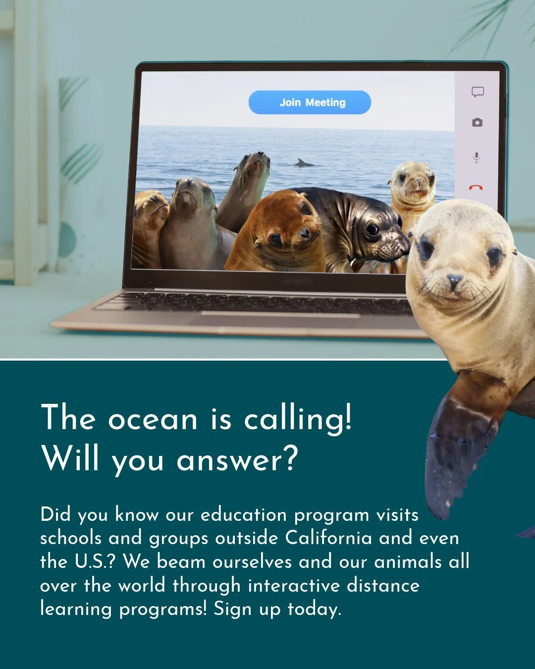 The ocean is calling 🌊 Did you know that Pacific Marine Mammal Center's education program visits schools and groups outside California and even the U.S.? We beam ourselves and our animals all over the world through interactive and exciting distance