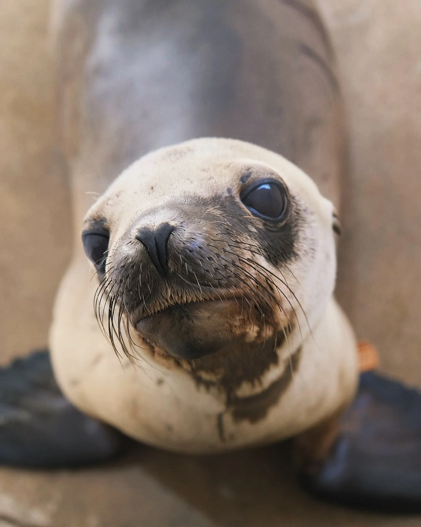 It’s the time of the season 🎃 What are you dressing up as on #halloween❓🦭 
Our inspiration: California sea lion 🌴👢🌊🦁
#sealions #marinemammals #costumecontest #protectwhatyoulove
