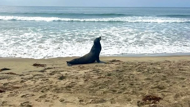 Meet Jamie ❤️ Last Friday, October 24th, our Rescue Team responded to a report from the Newport Beach Lifeguards about a lethargic adult male California sea lion near Tower 20. While our team raced to the scene, the lifeguards did an incredible job k