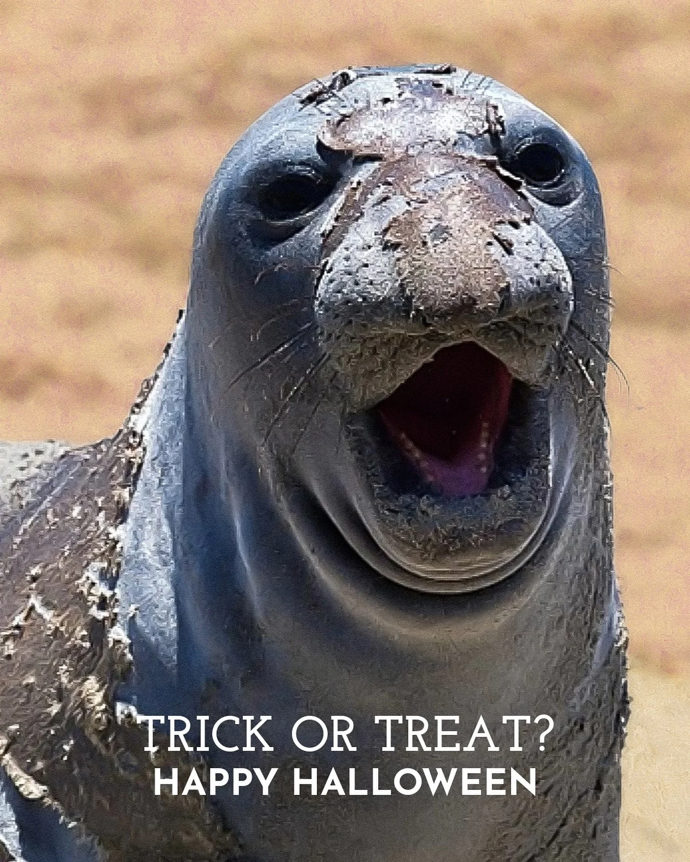 Trick or Treat? Sometimes science is spooky! Happy Halloween from PMMC 🎃🧡

What classic monster do elephant seals resemble during their annual molt? Zombies! Unlike most seal species which shed their fur coat in big clumps once a year, elephant sea