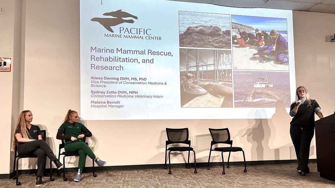 Pacific Marine Mammal Center visited Western University of Health Sciences College of Veterinary Medicine ( @westernu_wavma ) last week! Dr. Alissa Deming, Dr. Sydney Zotto, and Malena Berndt spoke to veterinary students about marine mammal medicine,