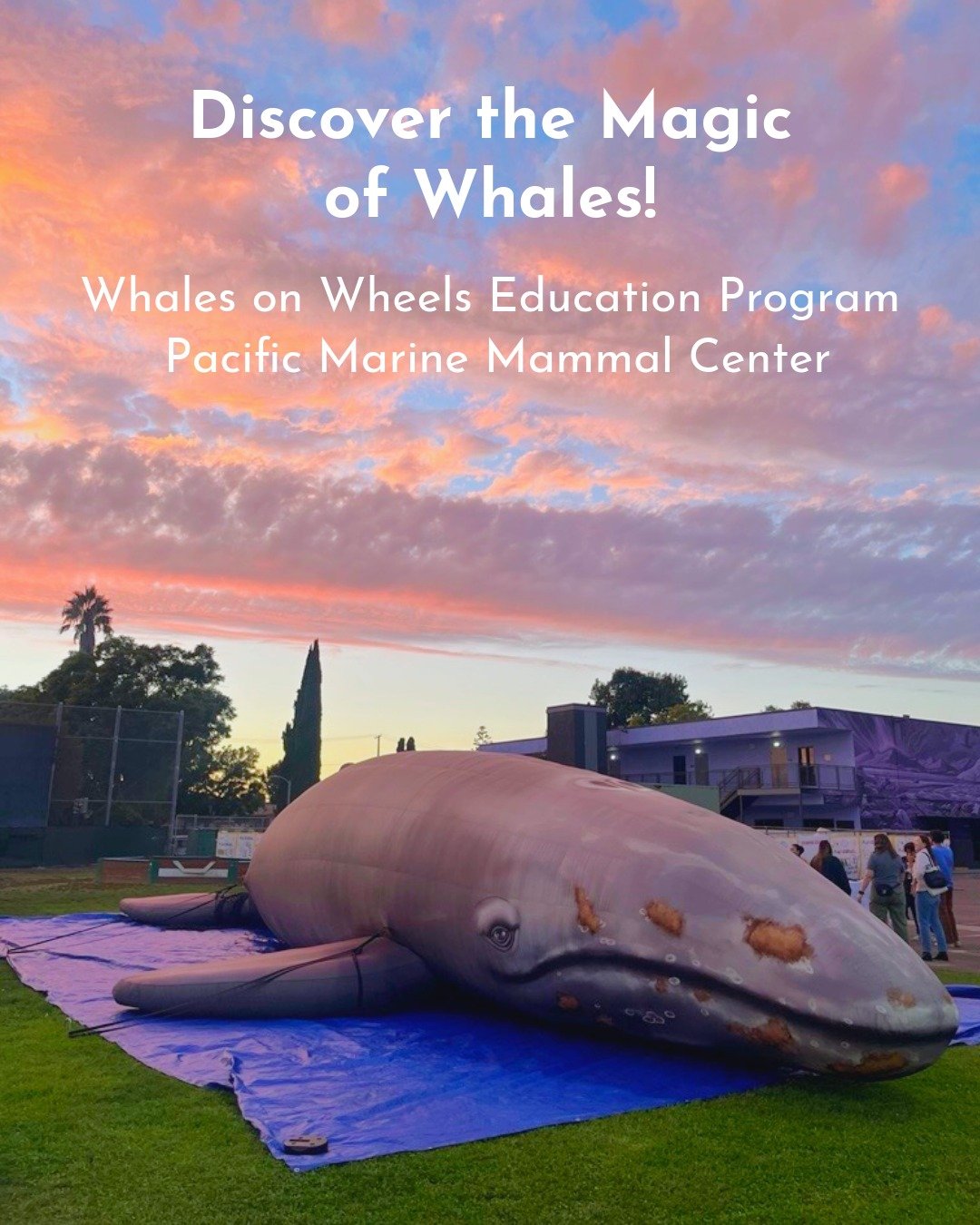 ✨ Discover the magic of whales! Our lovable, life-like inflatable whale, Winston, is traveling to schools all over Orange County giving students an inside out look at whale biology and conservation 🌿

Students learn why whales are imperative to life