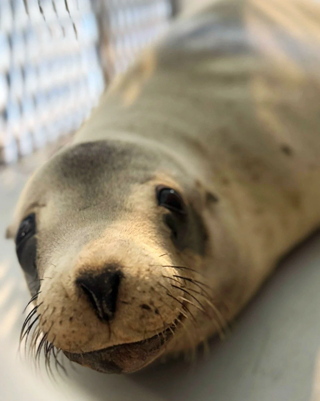 Meet our new patient, Juke!

On the morning of November 1st, our rescue team received a report about a stranded subadult male sea lion on Dog Beach, in Huntington Beach. Our team quickly raced to the scene and rescued Juke, who was being monitored by