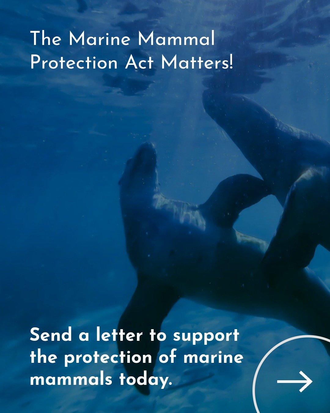 Help us keep marine mammals safe! Protect the Marine Mammal Protection Act 🩵

⏳ Over the last 50 years, the Marine Mammal Protection Act has supported the recovery of marine mammals that were on the brink of extinction. Prior to 1972, there were sig