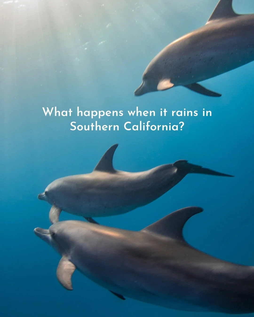 With our recent rainy weather in Southern California, our nearshore neighbors, coastal bottlenose dolphins, depend on us to help keep their home clean! ☔🐬 Our daily actions on land matters, everything that runs off our streets flows straight into th