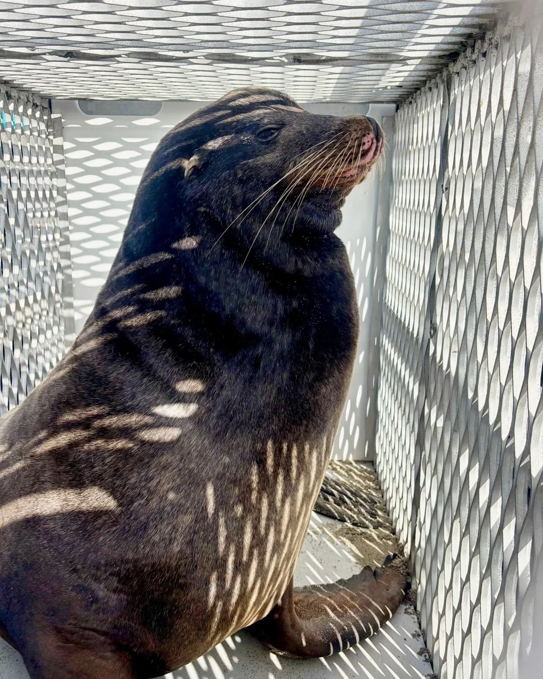 Patient Update ⭐ Meet Diesel, an adult male California sea lion who was rescued last weekend from North Beach in San Clemente! Diesel showed up on a busy part of the beach below a large berm, looking lethargic and non-reactive to nearby people and do