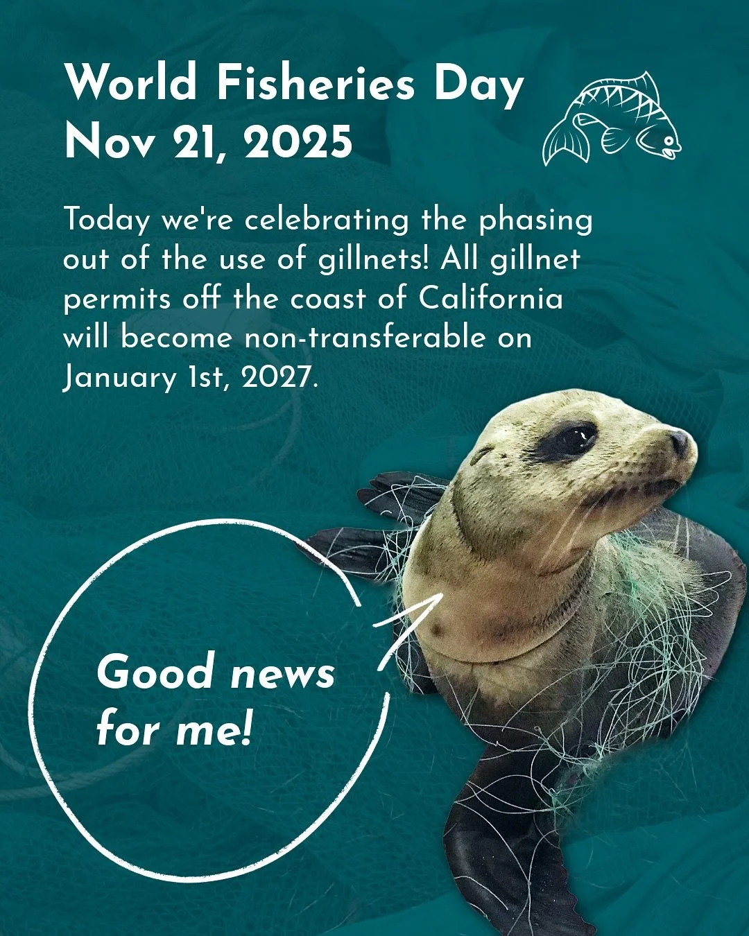 Today is #worldfisheriesday 🩵 We want to thank @cagovernor for recently signing a bill to phase out the use of set gillnets. These nets, anchored to the ocean floor and a mile in length, are used to catch halibut and white seabass 🐟

While helpful 