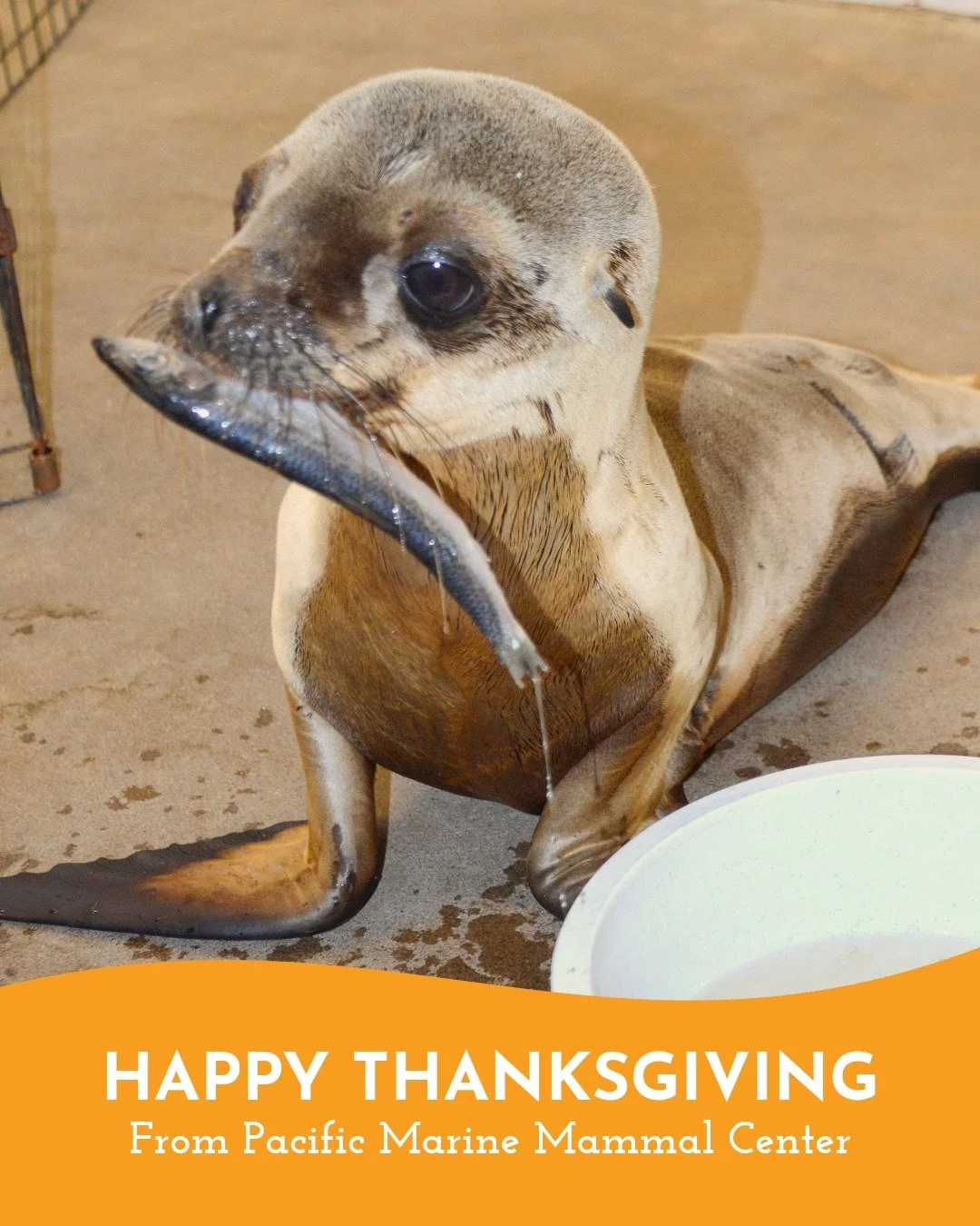 Happy Thanksgiving from PMMC 💛 Our pinniped patients are thankful for fish 🐟 and we are thankful for YOU - for making it all possible!