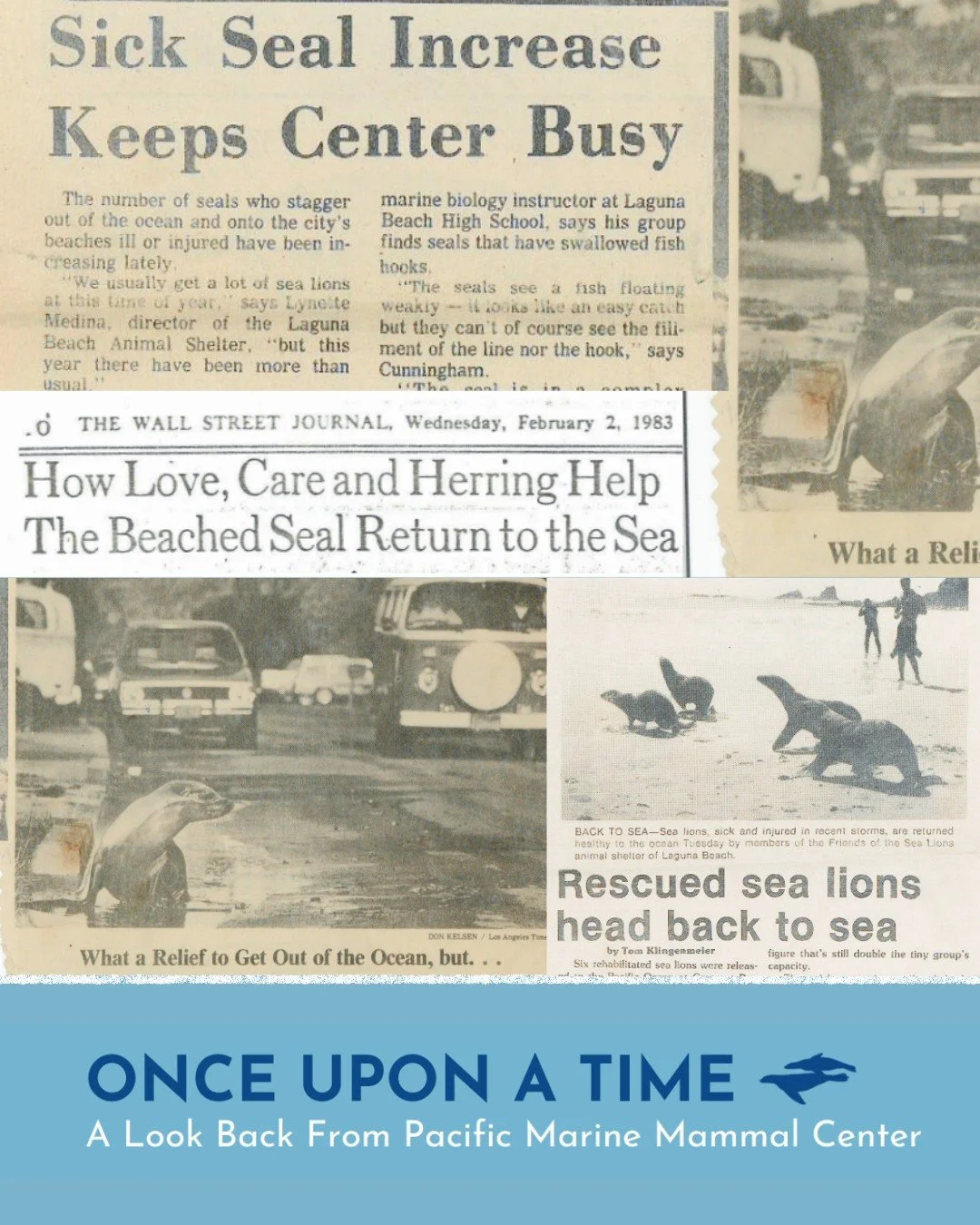 ⏳🦭 Once Upon a Time - We are dusting off the past as we look towards what comes next. 

As 2025 comes to a close and we head into 55 years of the legacy that is Pacific Marine Mammal Center, we invite you to continue this remarkable journey with us 