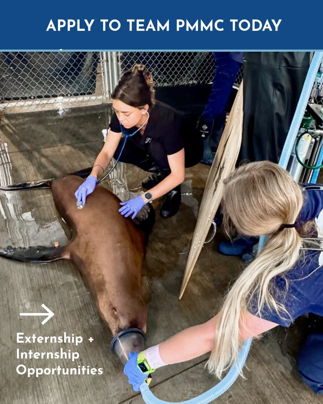 We'd like to give a BIG shout out to our visiting Veterinary Student Externs of 2025 &ndash; THANK YOU! 

This year&rsquo;s cohort of externs visited during the domoic acid bloom &amp; were such a huge help! As it was a very busy season, they were ab