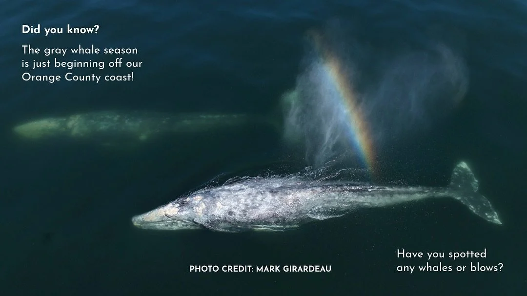 🌈🐋 Gray whale season is just beginning off our Orange County coast! Did you know that you can report whales seen from shore as well as dolphins through PMMC&rsquo;s Dolphin Spotter app? Link in bio ⬆️

As the eastern North Pacific Gray Whale popula