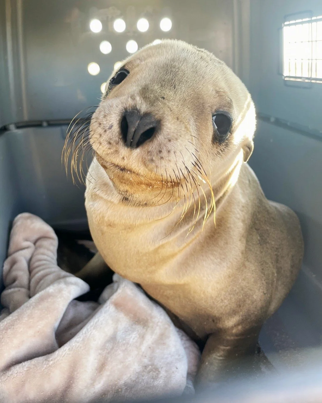 Our first sea lion pup patient of the season is here! Meet Nikoi, rescued from Newport Beach last Wednesday. Nikoi is about 6 months old, and very underweight at only 32 pounds ❤

Our Medical Team performed an admit exam on him - we collected diagnos
