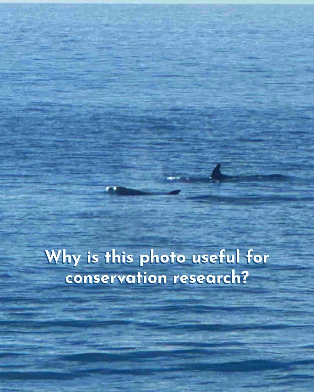 What does this photo contribute to?? More than you might think! 🕵️

🐬 This shoreline snapshot helps our team track where dolphins are, how many are present, which direction they&rsquo;re traveling, &amp; how often they return to the same areas.

Wh