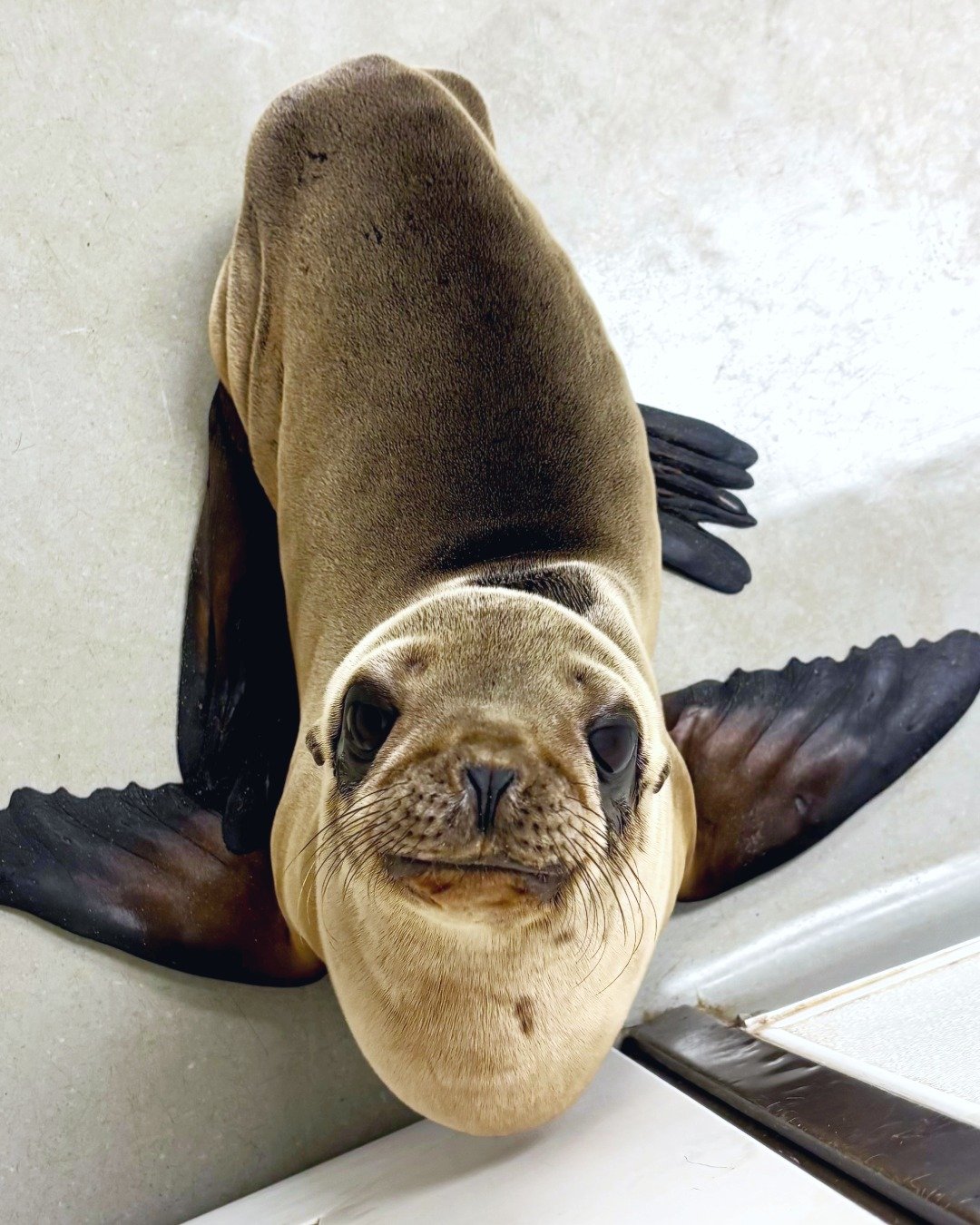 New Year, New Pups ✨ Happy New Year!

Sea lion pup season has officially started! Over the past few weeks, we have admitted 3 sea lion pups into our care. They were all rescued for malnutrition, with some other underlying issues as well (pneumonia, w