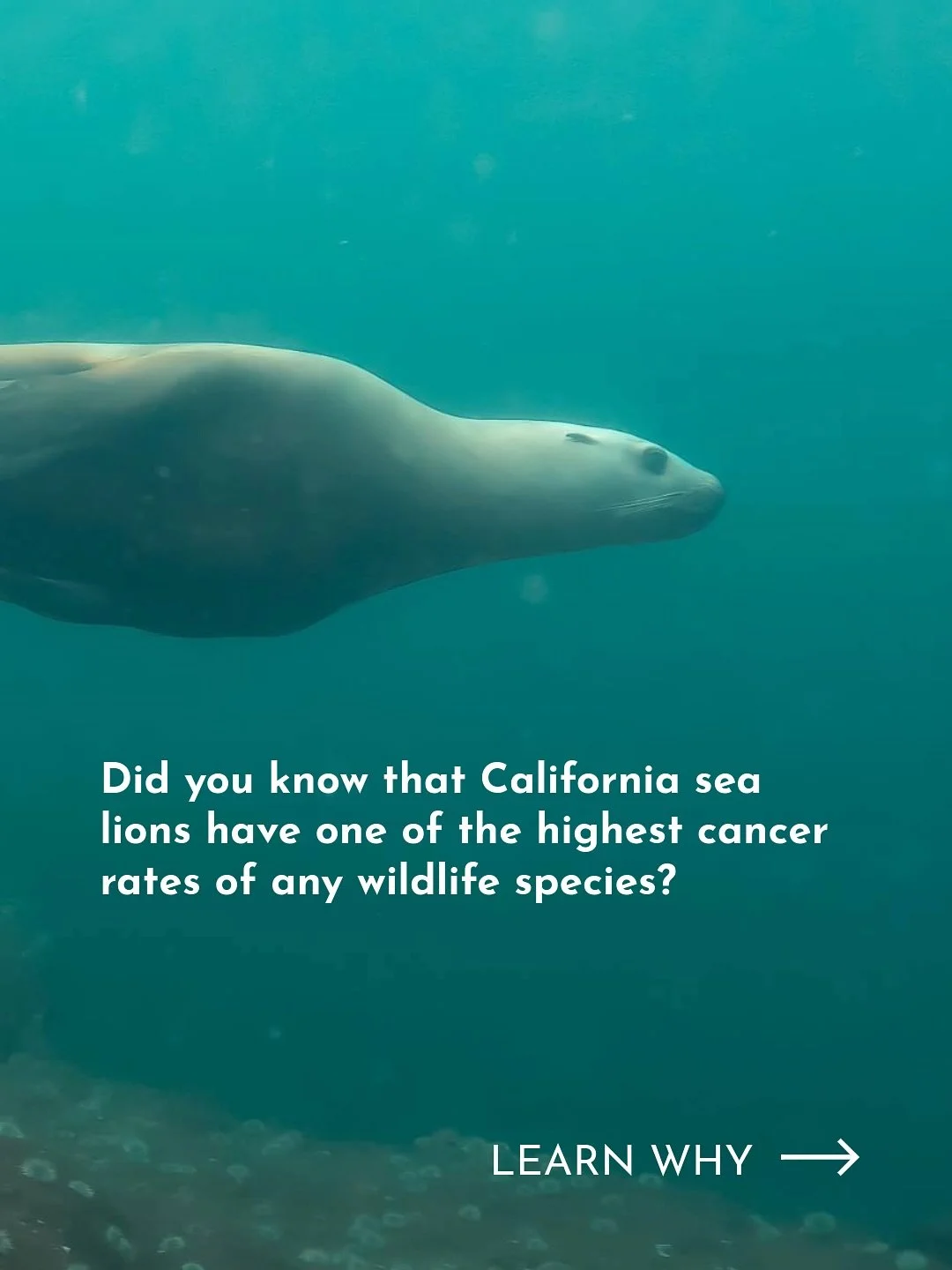 ⁉️ Did you know that California sea lions have one of the highest cancer rates of any wildlife species? 

Last month, our Vice President of Conservation Medicine &amp; Science, Dr. Alissa Deming, was invited to present at the Society of Environmental