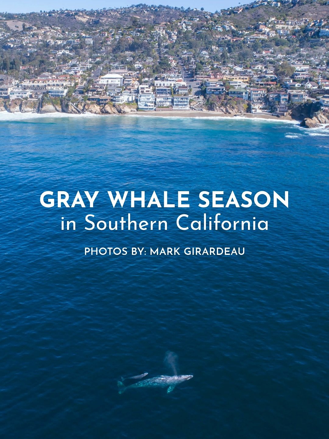 It is OFFICIALLY gray whale season in SoCal! ☀️🐳

Every fall, the eastern North Pacific population of gray whales travel southbound on one of the longest migrations of any mammal on Earth! 🗺️📍A round-trip journey of about 10,000 miles (up to 14,00