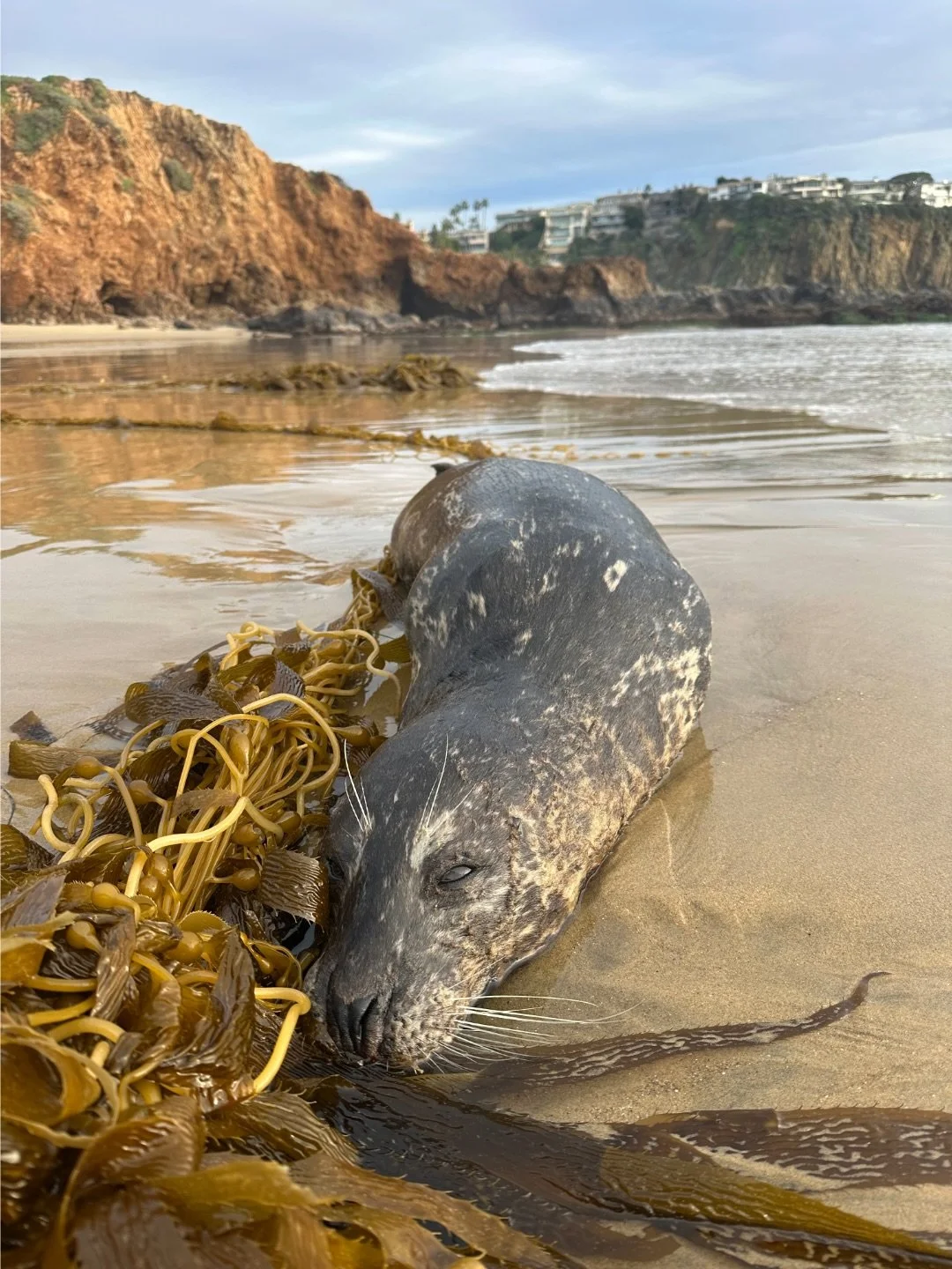 Did you know PMMC also responds to deceased marine mammals &amp; sea turtles found on the beaches of Orange County? 
&nbsp;
As a West Coast Region Stranding Network Partner of the national Marine Mammal Health &amp; Stranding Response Program, we are
