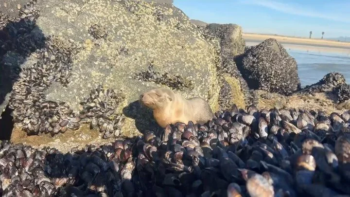 Rescue Update 🌊 ❤️&zwj;🩹 California sea lion patient &ldquo;Joelie&rdquo; was rescued from Surfside beach this past Sunday. She is one of the smallest sea lions that we have EVER rescued - weighing in at just 18.7 pounds! 

Joelie is very sick and 