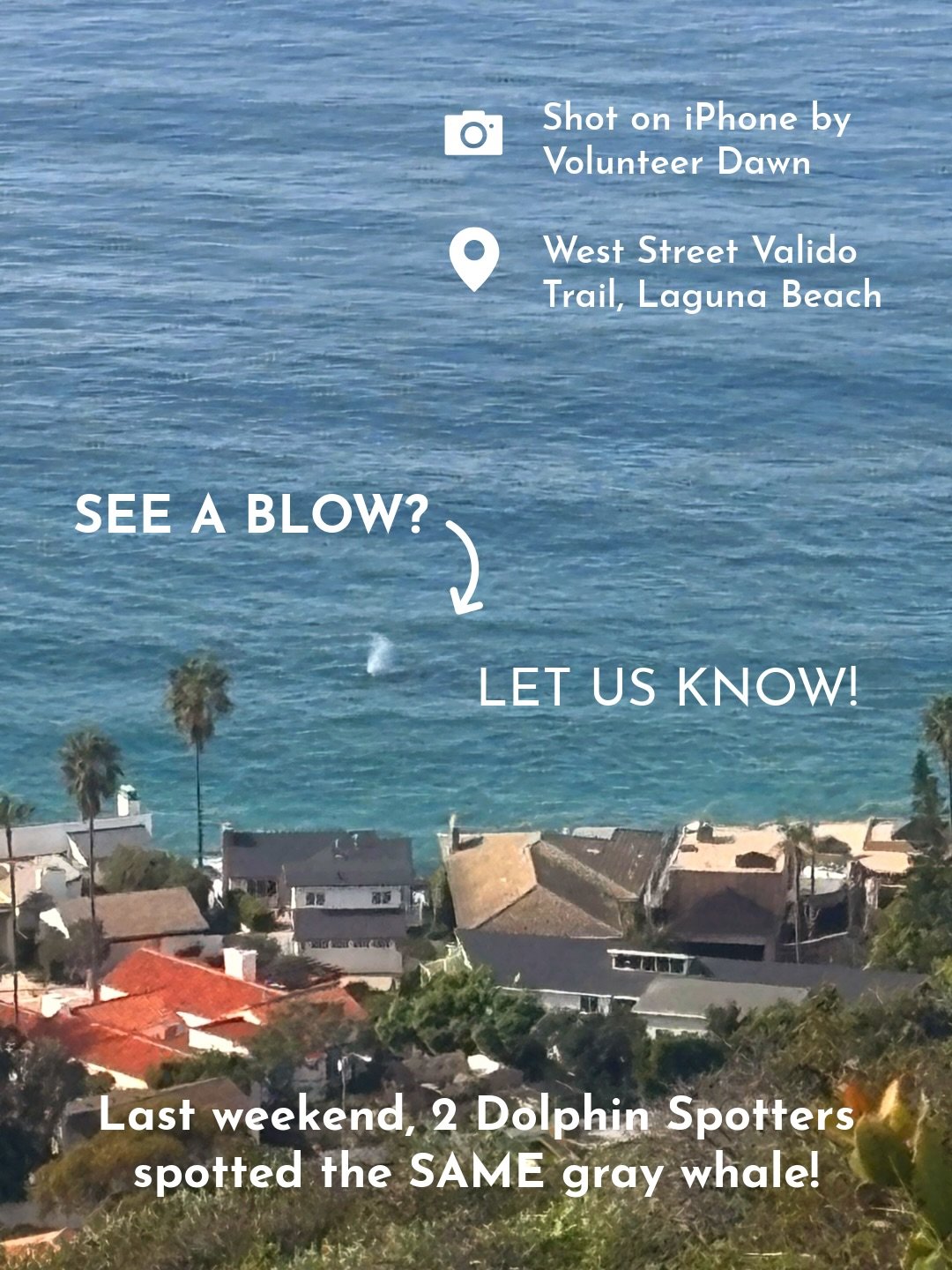 Right now, gray whales are migrating south, making it an exciting time to be spotting along our Orange County coastline! 👀 🐳&nbsp;

Last weekend, 2 Dolphin Spotters spotted the SAME gray whale! One Spotter was hiking above the coast with a cell pho