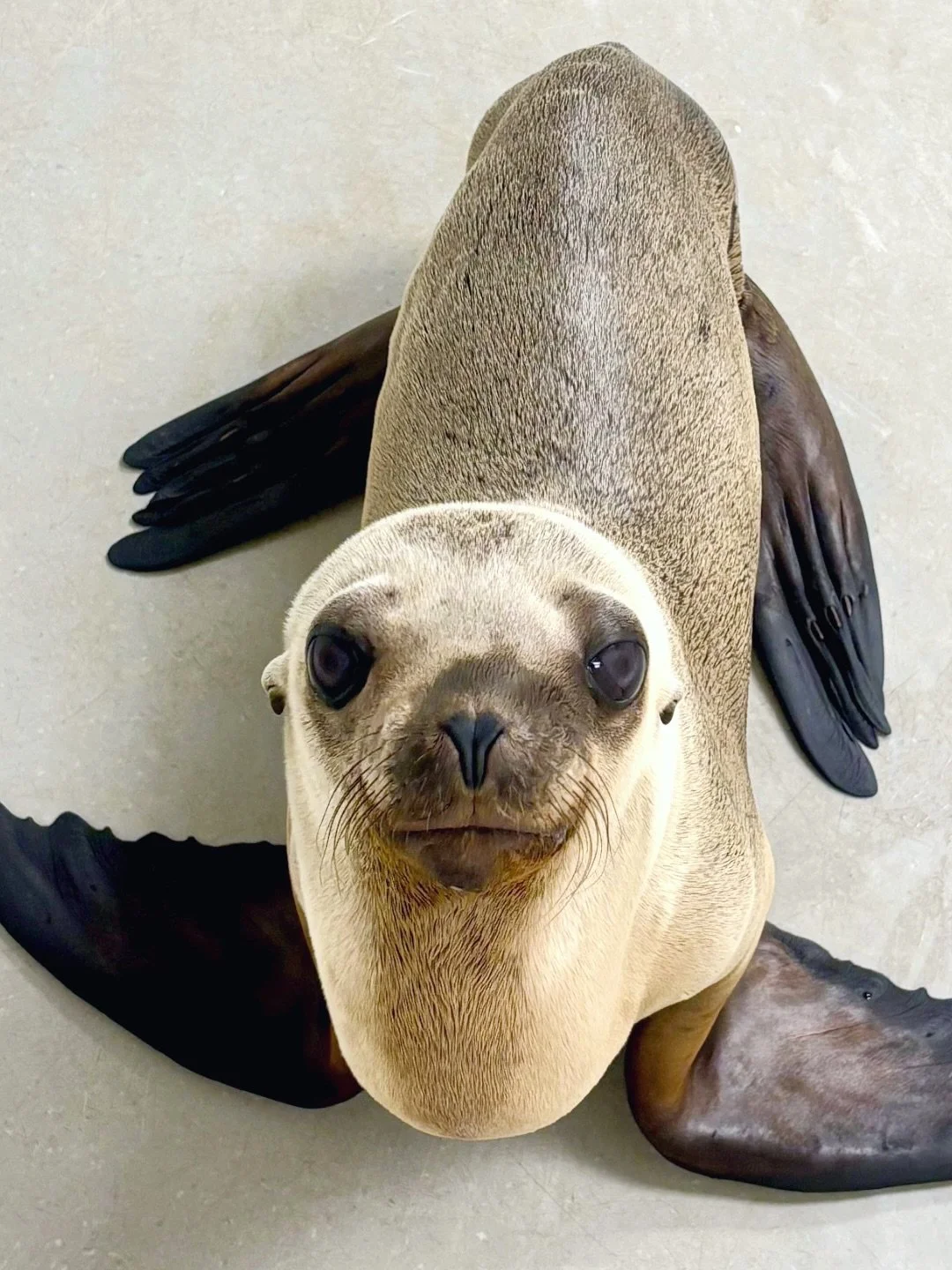 Meet Bernese! ☀️ He is a male California sea lion pup rescued on January 14th from Seal Beach Naval Weapons Station and is currently being treated for malnutrition and pneumonia ❤️&zwj;🩹 Wish this little one the best of luck on his healing journey!&