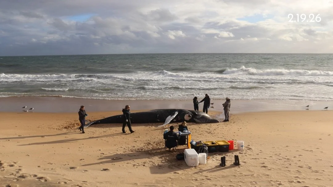 On Wednesday, February 18, 2026, a deceased subadult humpback whale washed ashore near 13th Street in Newport Beach at approximately 3:00 p.m. Earlier reports indicated the whale had been seen floating south before coming to shore.
&nbsp;
The Whale R
