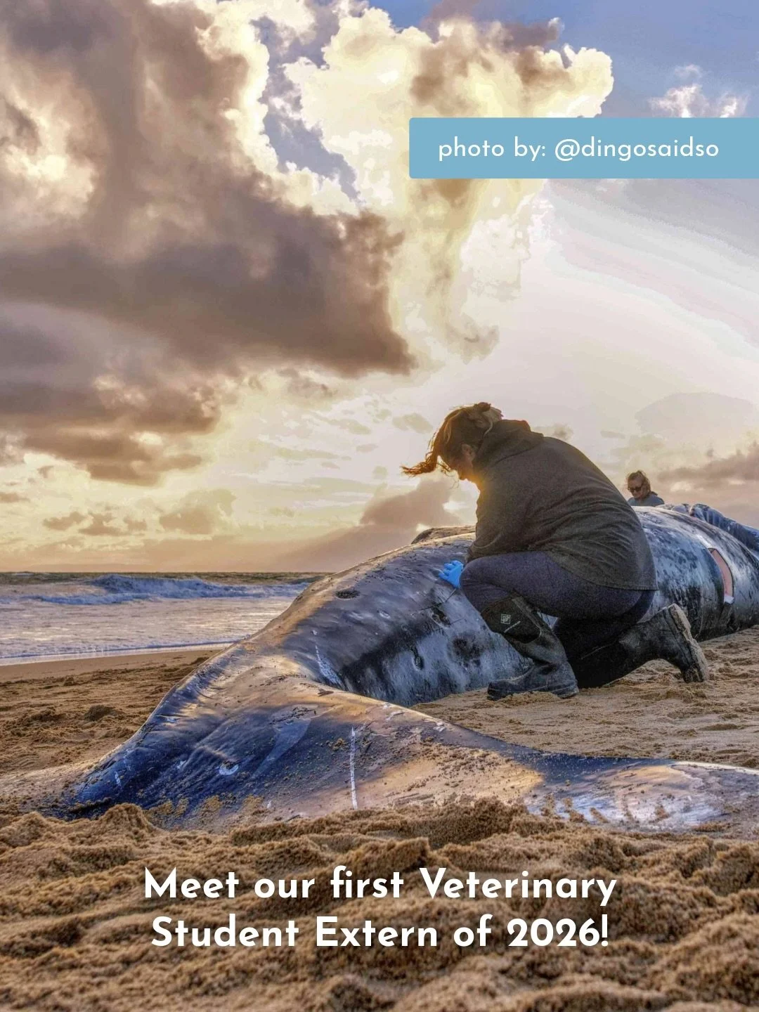 It&rsquo;s #worldwildlifeday and we&rsquo;re highlighting our first 2026 Veterinary Student Extern at PMMC&rsquo;s Teaching Hospital, Hannah Burger! 🩺👏

Hannah is currently in her 4th and final year of veterinary school at Western University in Pom