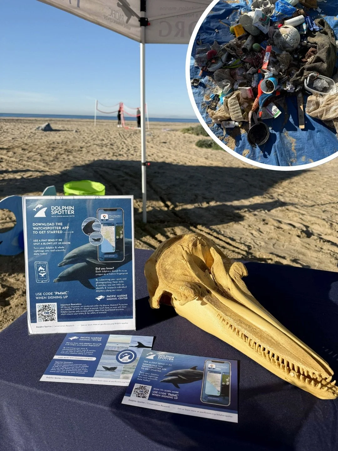 Last Saturday, 212 people came out and removed 449 pounds of trash from the beach, preventing marine debris from entering our ocean! 🌊 It was a beautiful sunny day to protect what we love, with some coastal bottlenose dolphins even swimming by 🐬 &n