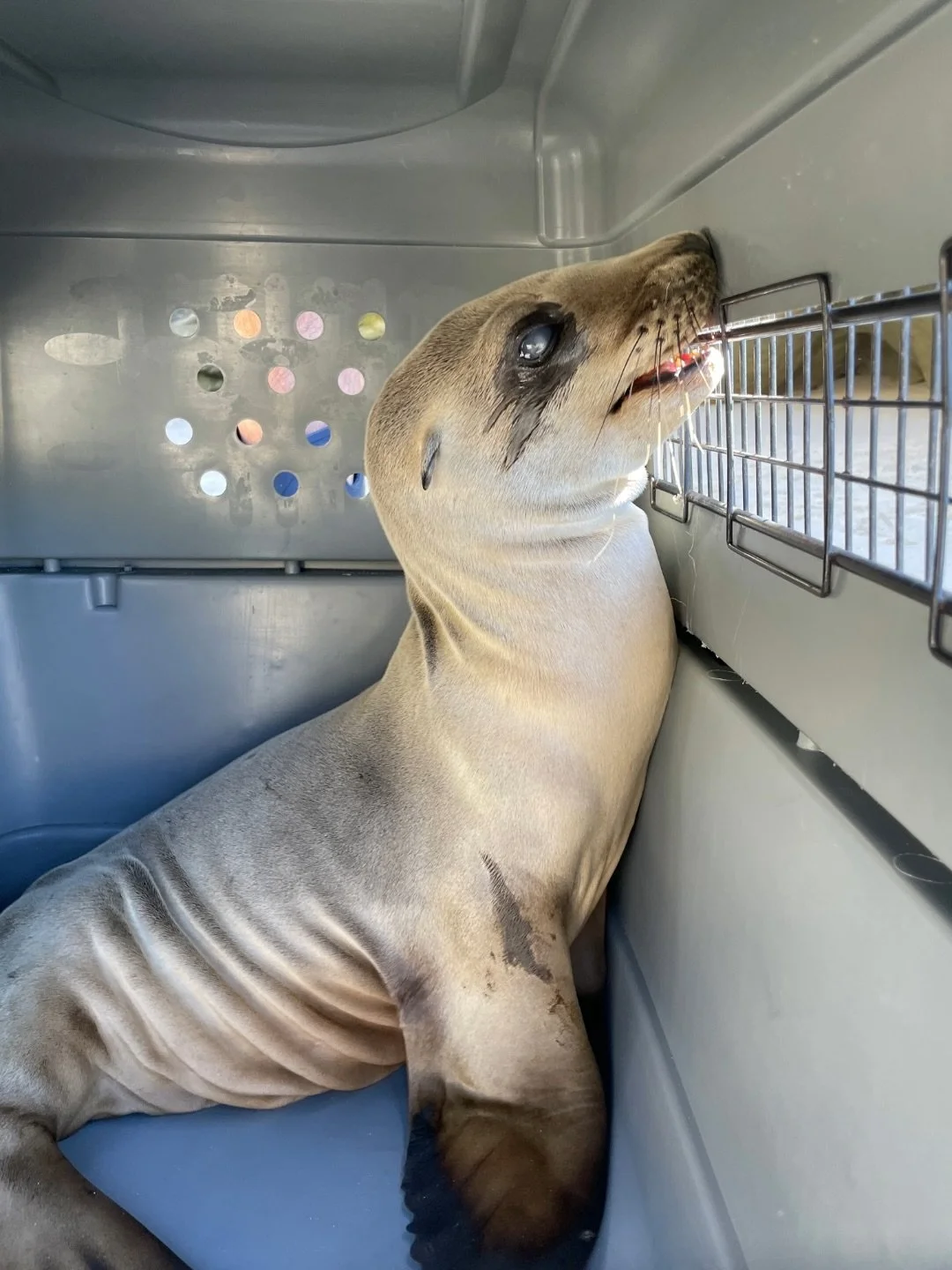 On Saturday, February 28th, we received a call about a malnourished California sea lion pup in need of help 🛟 This little guy stranded in a unique and challenging location in Laguna Beach 🏝️ 

We are so grateful to the reporting parties who quickly
