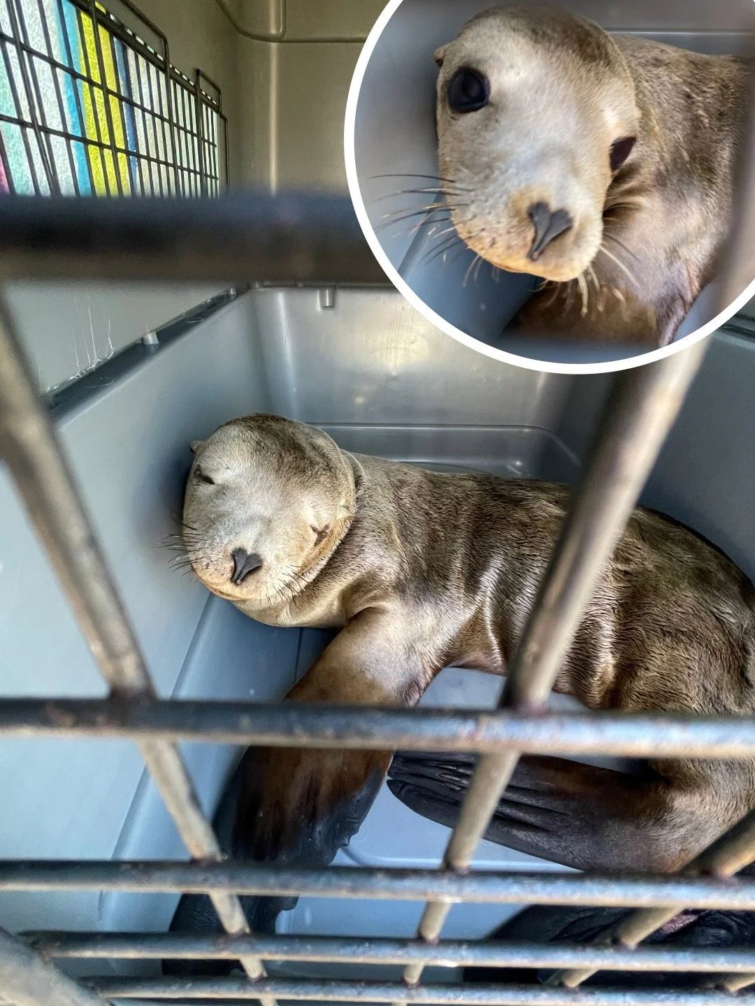 Meet Hollander, rescued yesterday, March 5th, from a boat owner&rsquo;s swim step on Balboa Peninsula in Newport Beach 🏝️ 

Hollander (named after Heated Rivalry star) is very malnourished and also has multiple lacerations on the underside of her fl