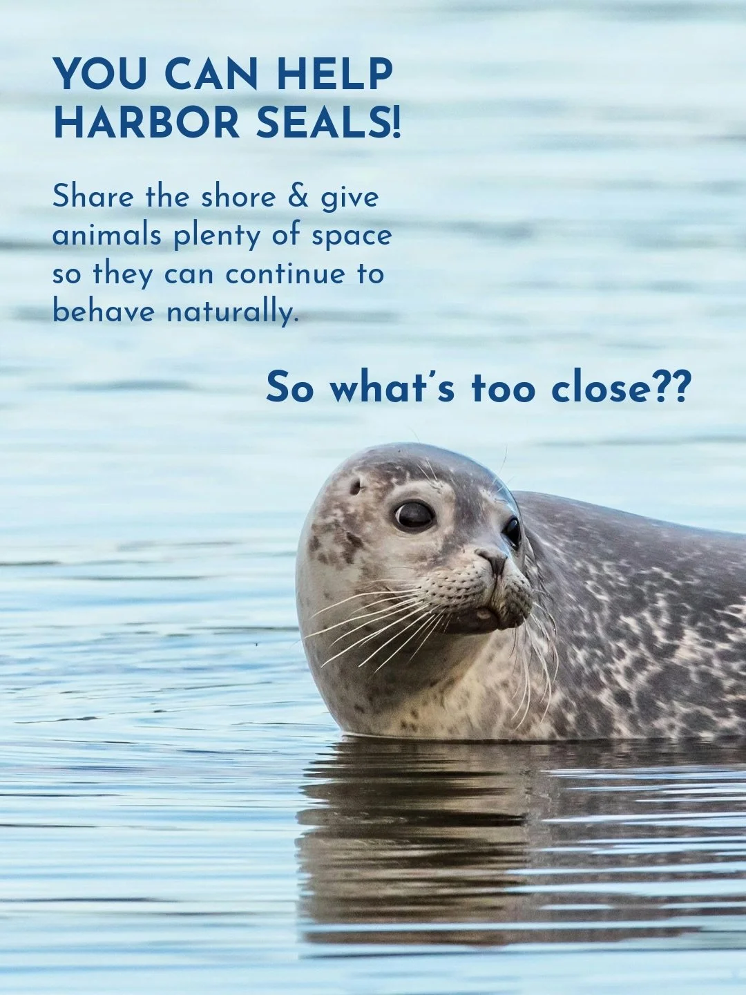 Did you know that we are in the middle of harbor seal pupping season?! 😱🦭 In Southern California, harbor seals (Phoca vitulina) are born from February to April &amp; with our busy beaches, it&rsquo;s critical to NOT get too close as this can interf
