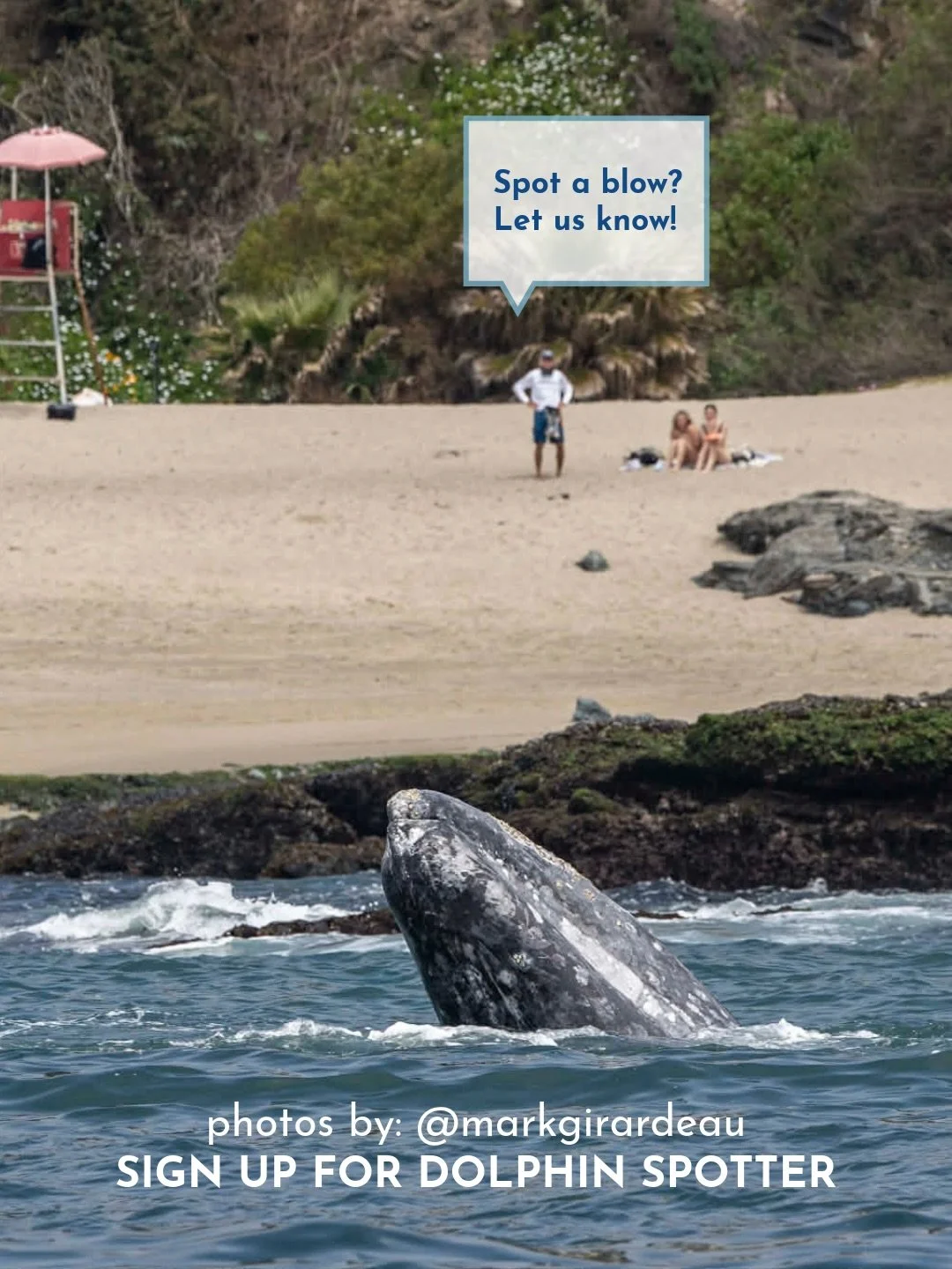 Gray whales (Eschrichitus robustus) have one of the most remarkable comeback stories in the ocean! 🌊&nbsp;
&nbsp;
Due to commercial whaling in the mid-1800s &amp; early 1900s, this population was almost driven to the brink of extinction- thankfully 