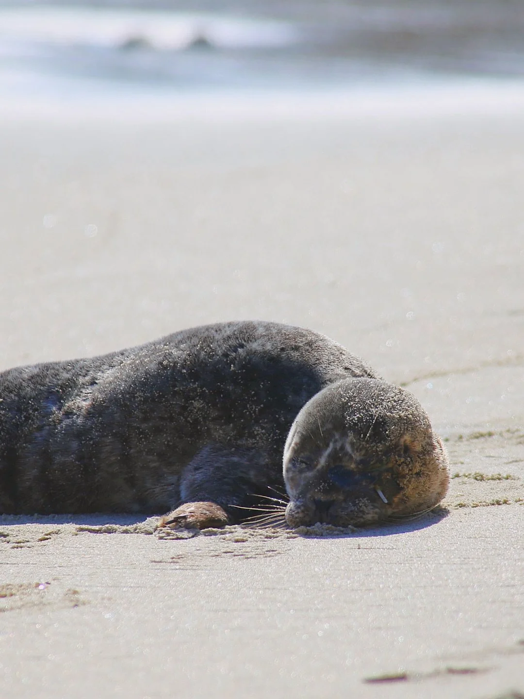 New patient alert - meet &ldquo;Heisler&rdquo;! On March 11th, we rescued a Pacific harbor seal pup from Rockpile Beach in Laguna who was in need of medical attention ❤️&zwj;🩹

We named her &ldquo;Heisler&rdquo; after a Laguna Beach favorite spot - 