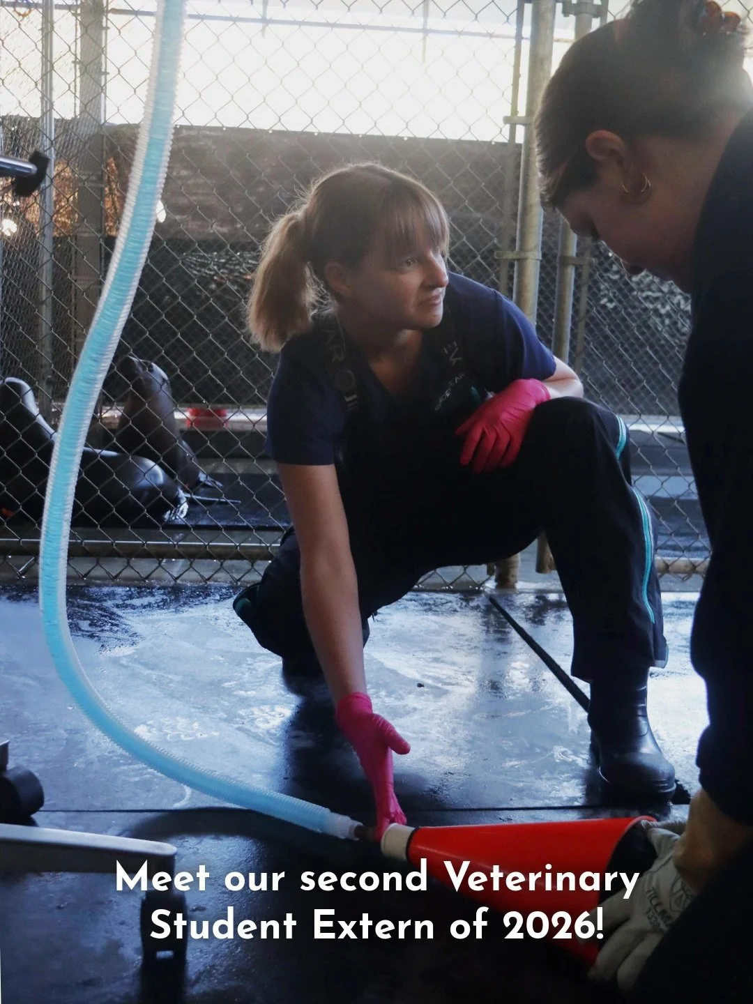 Meet our 2nd Veterinary Student Extern of 2026, soon-to-be-Dr. Emily Smetanka! Emily is currently a final year student at the Royal Veterinary College in London, UK and is originally from here in Orange County.

Emily finishes her veterinary schoolin