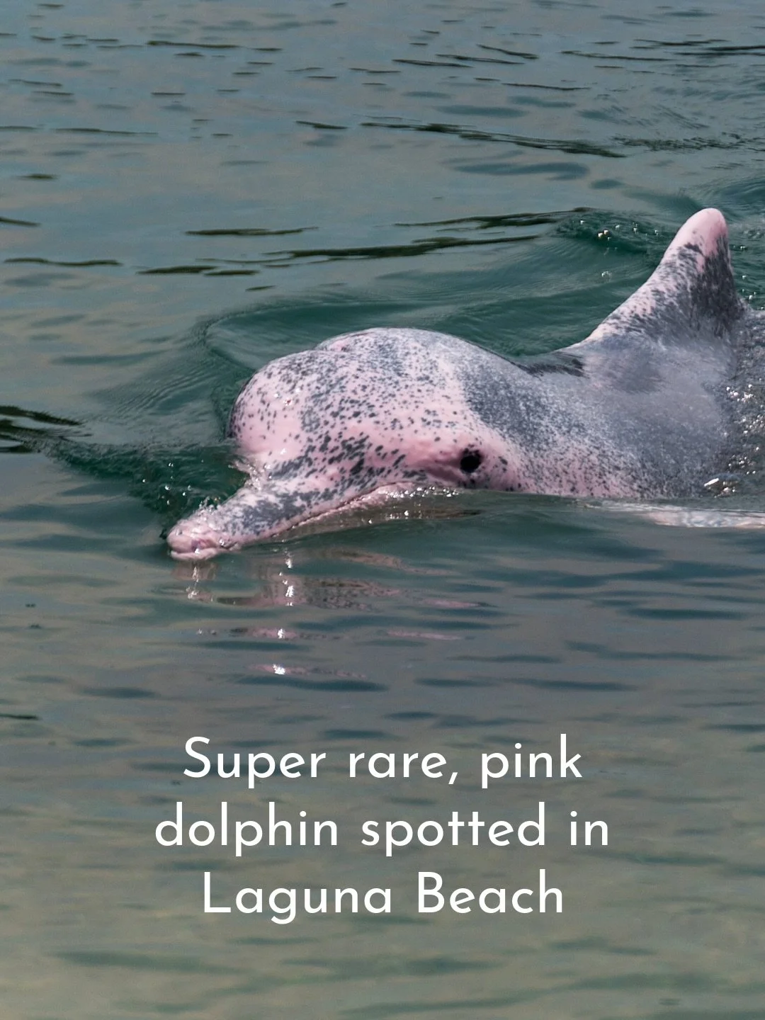 Did we get you?? 🐬💗

Submit your very real photos of dolphins&nbsp;&amp;&nbsp;whales in the&nbsp;WatchSpotter&nbsp;App to help with local conservation research. Just download the &lsquo;WatchSpotter&rsquo; app&nbsp;&amp;&nbsp;use code PMMC when sig