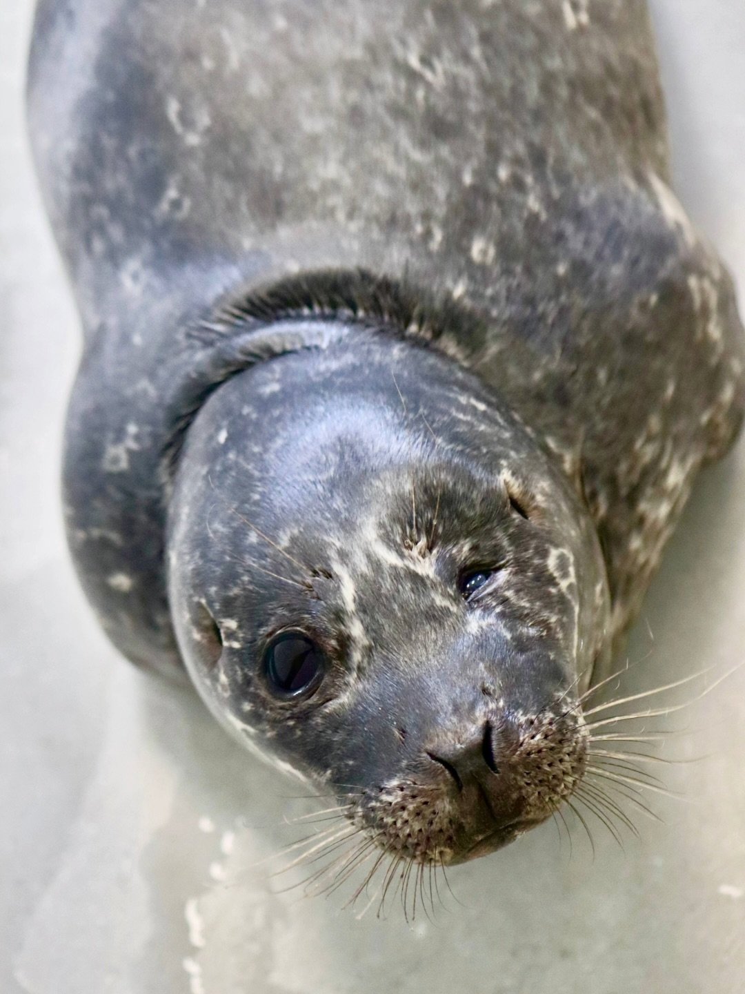 Need some happy news? ☀️ Our super small, super cute, Pacific harbor seal pup patient has been making tremendous progress in the last few weeks! 💪🦭

🚑 Heisler, rescued in Laguna Beach on March 11th, was malnourished and suffering from a stingray b