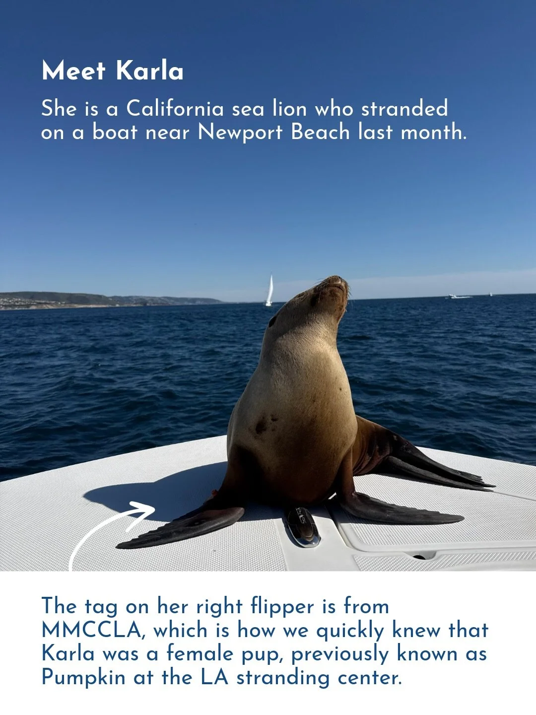 Have you ever played bingo to help a sea lion? NOW YOU CAN&hellip;TONIGHT AT 5:45 PM 🦭
&nbsp;
Meet Karla, a California sea lion who stranded on a boat near Newport Beach last month.

The tag on her right front flipper is from @marinemammalcare, whic