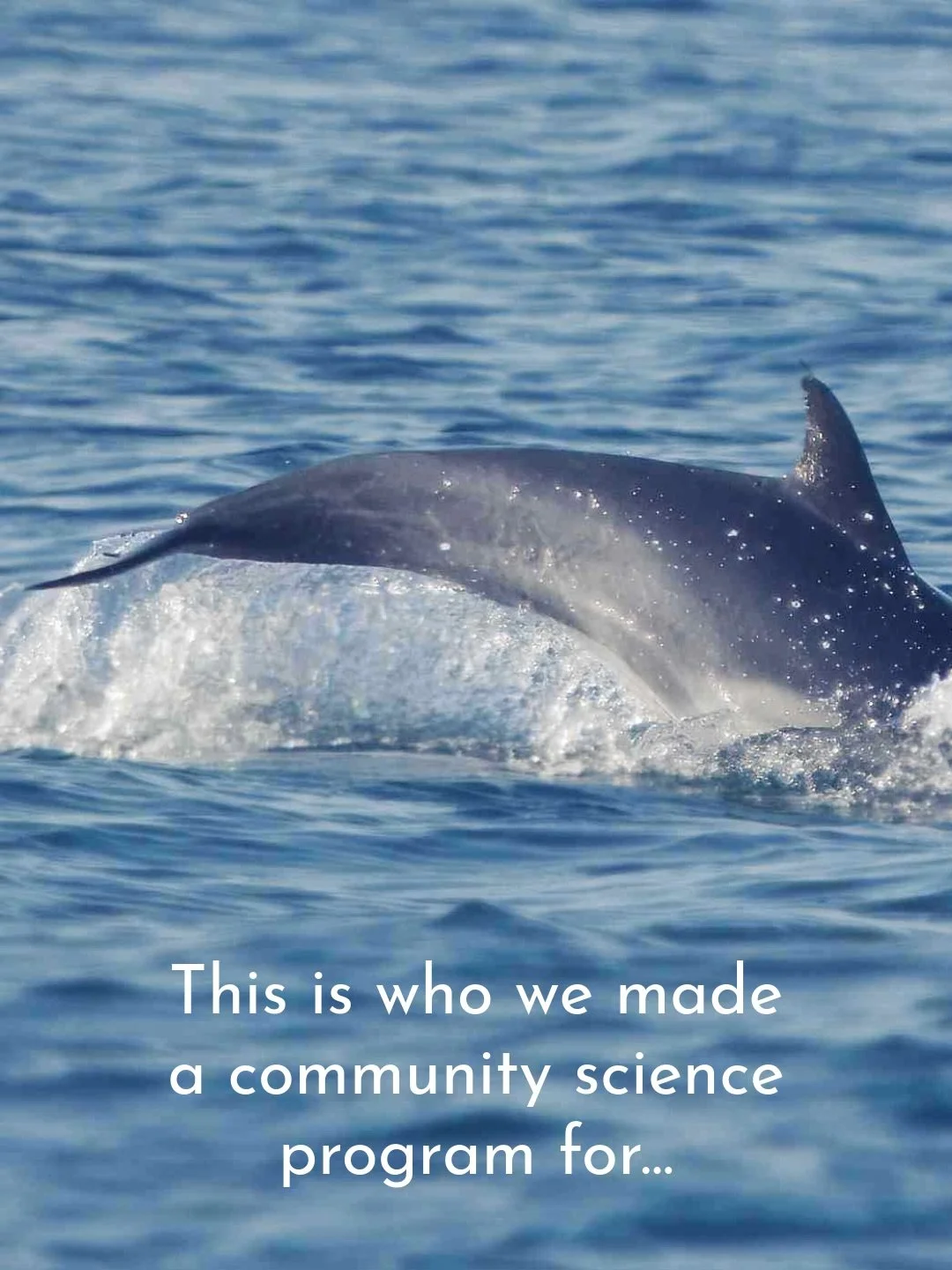 Ocean conservation research isn&rsquo;t anonymous - this is who we do it for! 🫶 

These photos are all real submissions from folks in our Dolphin Spotter community science program. Download the &lsquo;Watch Spotter&rsquo; app &amp; use code PMMC to 