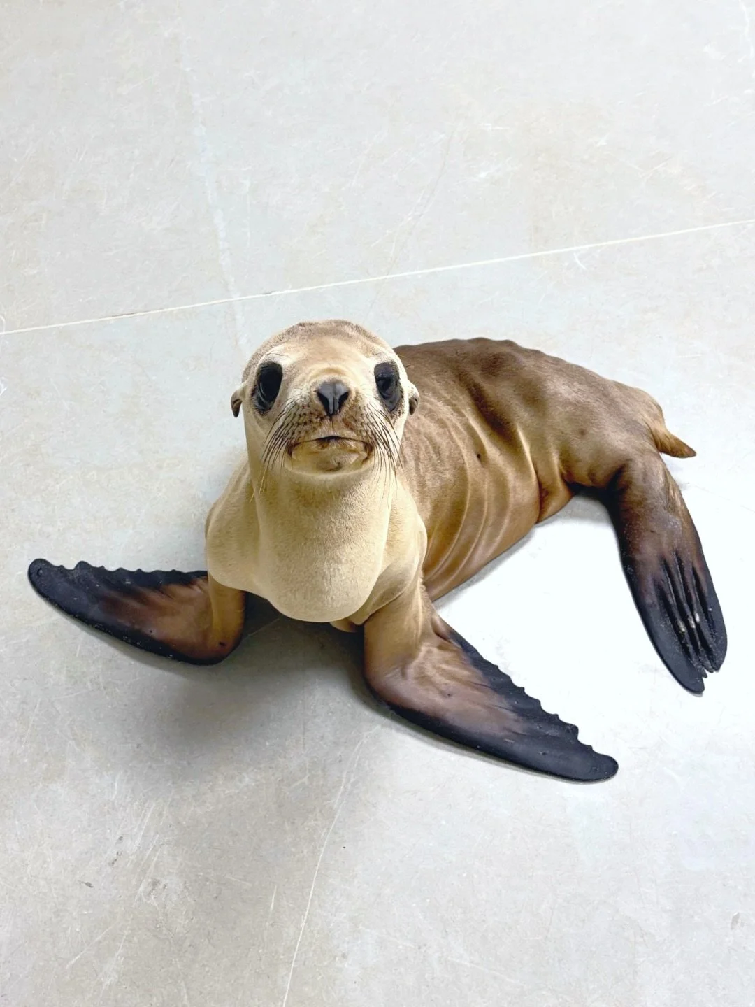 New patient alert! 🦭💙

California sea lion pup, Roxanne, was rescued last night at 7pm from Dog Beach in Huntington Beach. He is very underweight, dehydrated, and lethargic. 

Unfortunately, Roxanne stranded on a very busy beach and was being touch