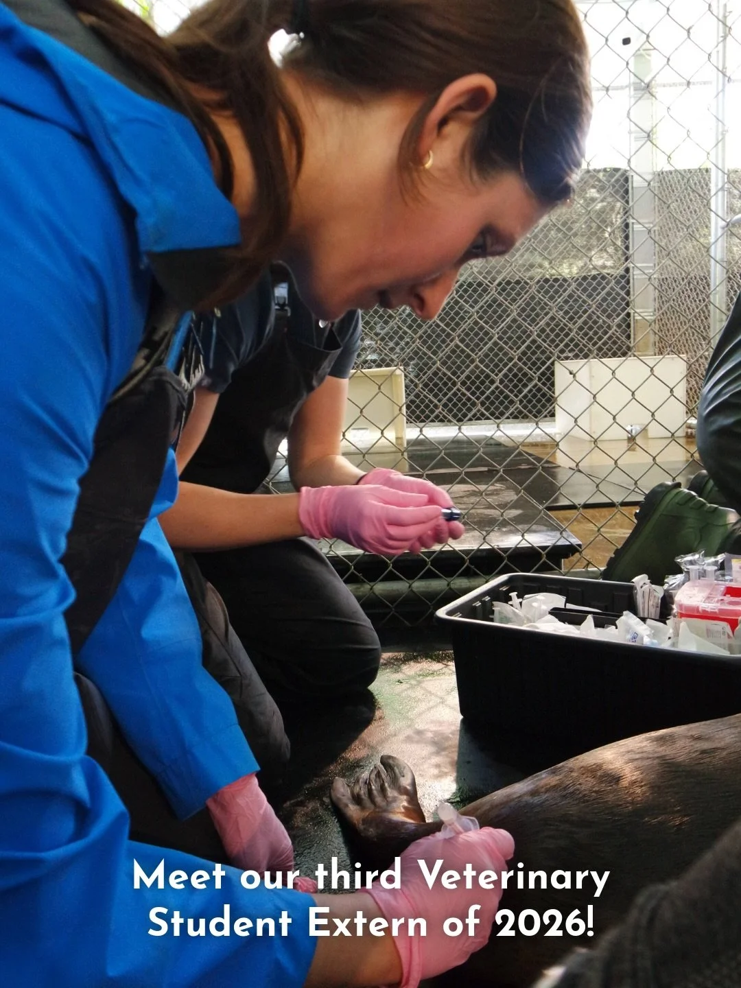 Meet our 3rd veterinary student extern of the year, almost-Dr. Katie Broikos! Katie is in her final year of veterinary school at Cornell University in Ithaca, New York (@cornellvet) and will be graduating with her DVM in May 🎓

After graduation, Kat