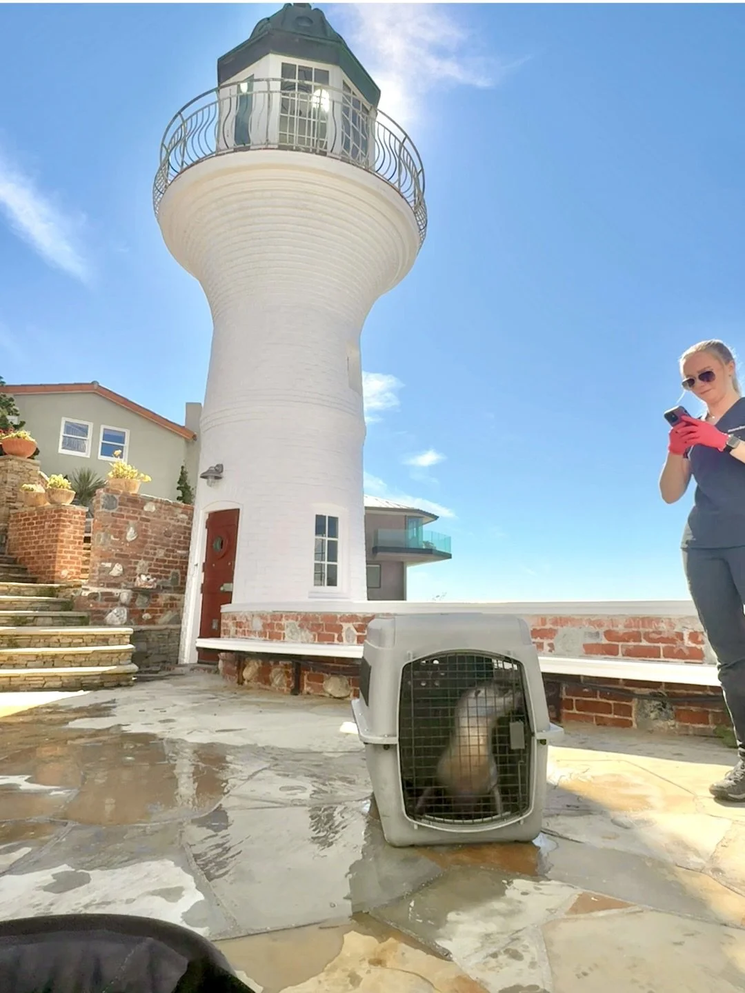 Remember Lighthouse? 🦭 He is the California sea lion pup who stranded in a very unique location in Laguna Beach on February 28th. Lighthouse had a traumatic injury to his right eye that caused a severe cataract, which resulted in full vision loss in