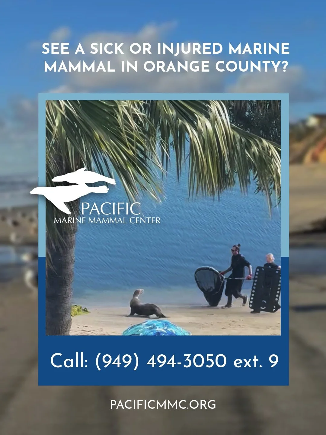 🦭You call PMMC&rsquo;s Rescue Hotline at (949) 494-3050 ext. 9 for sick or injured marine mammals in Orange County&hellip; but do you know who to call for other kinds of wildlife in need of help? 

🦆 For small land animals and sick or injured birds