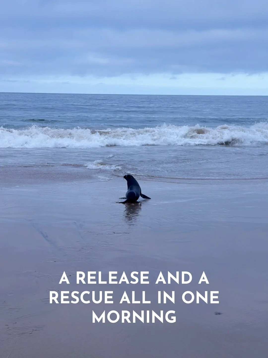 Rescue Update! We&rsquo;ve had some very busy days this spring 🏥 We currently have 3 different species at our hospital who are undergoing rehabilitation- including 1 Pacific harbor seal, 4 Northern elephant seals, and 8 California sea lions.&nbsp;If
